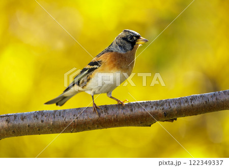 Little bird perching on branch of tree. Brambling, fringilla montifringilla Little bird perching on branch of tree. Brambling, fringilla montifringilla 122349337