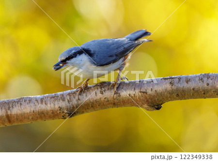 little bird perching on branch of tree. Nuthatch little bird perching on branch of tree. Nuthatch 122349338