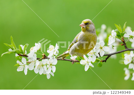 Little bird perching on branch with white flowers of blossom cherry tree. Greenfinch. Carduelis chloris Little bird perching on branch with white flowers of blossom cherry tree. Greenfinch. Carduelis chloris 122349349