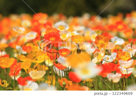 アイスランドポピー1298 122349609