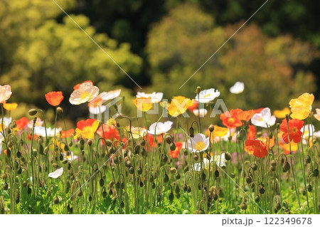 アイスランドポピー1190 122349678
