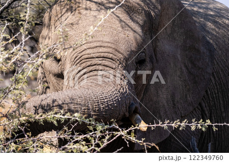 Close-up of an Elephant trunk Close-up of an Elephant trunk 122349760