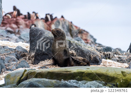 Fur seal on a rock 122349761