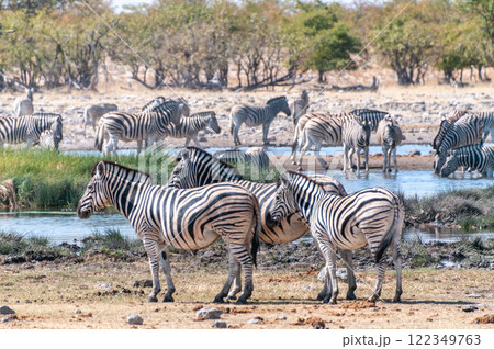 Zebras in Etosha Zebras in Etosha 122349763