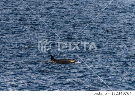 Killer whales in the Antarctic 122349764