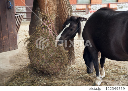 Two American dwarf horses are eating hay in an aviary behind a fence. Animals during lunch. With space to copy. High quality photo 122349839