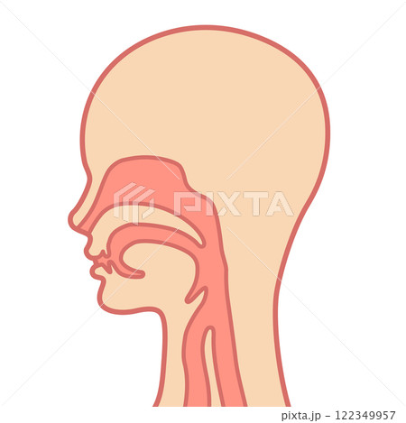 喉の構造図 122349957