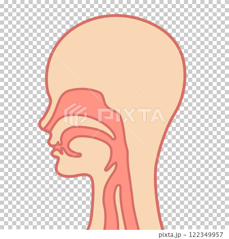 喉の構造図 122349957