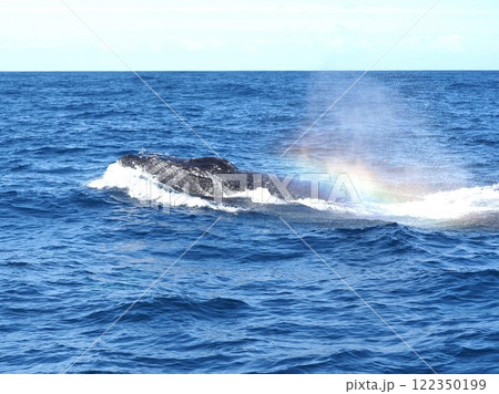 ザトウクジラ　ブロー 122350199