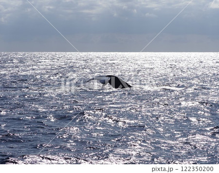 ザトウクジラ テール ザトウクジラ テール 122350200