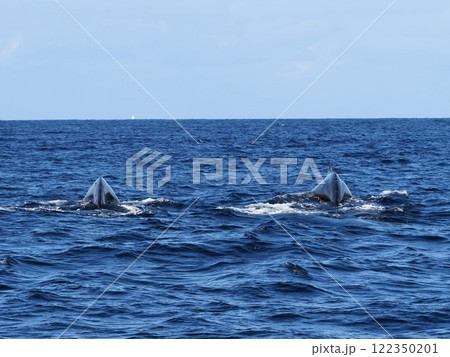ザトウクジラ ザトウクジラ 122350201