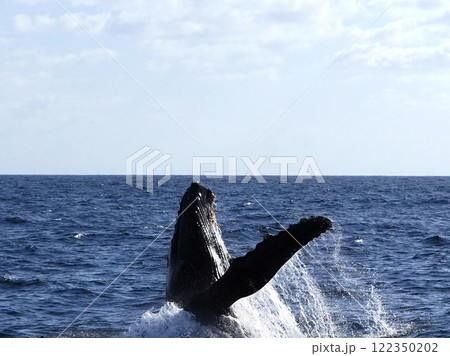 ザトウクジラ　ブリーチ 122350202
