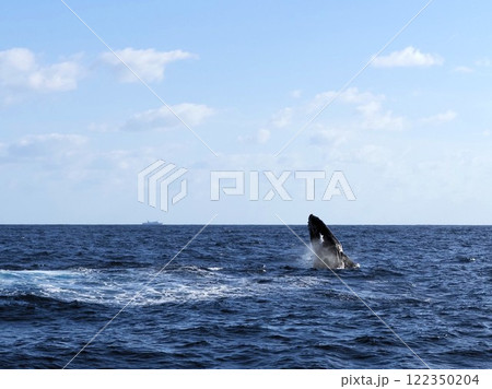 ザトウクジラ　ブリーチ 122350204