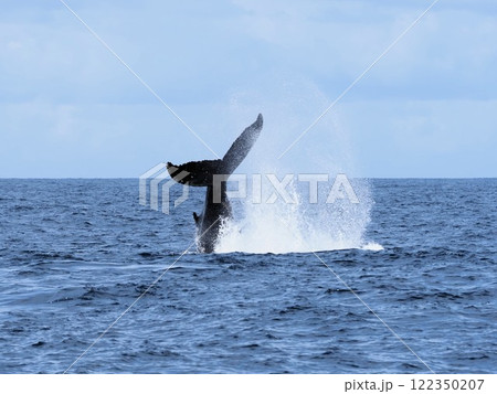 ザトウクジラ テールスラップ ザトウクジラ テールスラップ 122350207