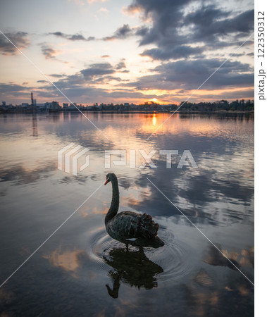 朝焼けの千波湖のリフレクション 122350312