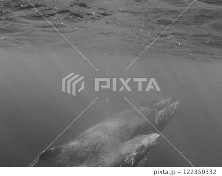ザトウクジラ 水中 親子 ザトウクジラ 水中 親子 122350332