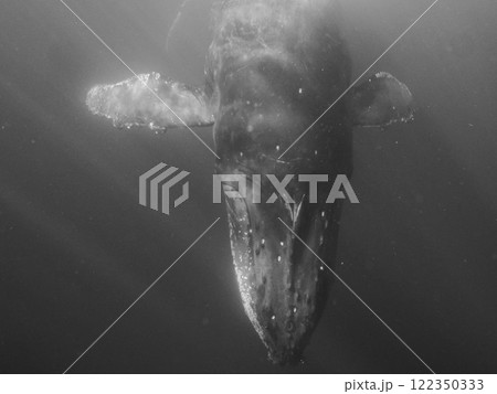 ザトウクジラ　水中 122350333