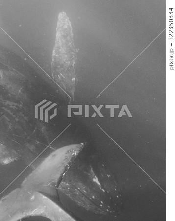 ザトウクジラ　水中 122350334