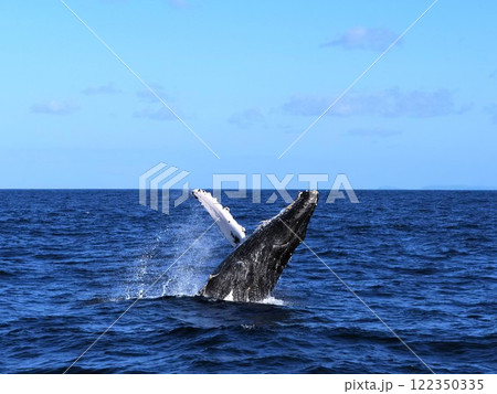 ザトウクジラ　ブリーチ 122350335
