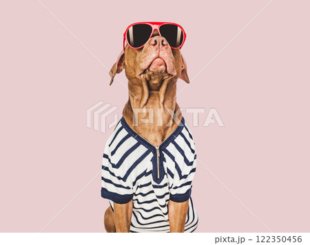 Lovable, pretty brown puppy and red sunglasses 122350456
