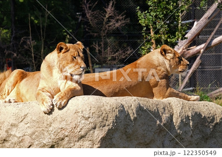Lion (Panthera leo) 122350549