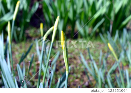Early Crocus, Crocus chrysanthus, blooming in. spring. 122351064
