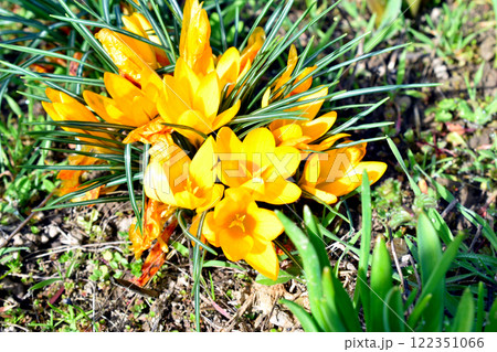 Golden Crocus ,Crocus chrysanthus, in park 122351066
