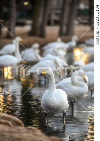 水戸市　大塚池に飛来した白鳥の群れ 122351104