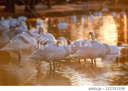 水戸市 大塚池に飛来した白鳥の群れ 水戸市 大塚池に飛来した白鳥の群れ 122351109