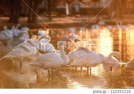 水戸市　大塚池に飛来した白鳥の群れ 122351110