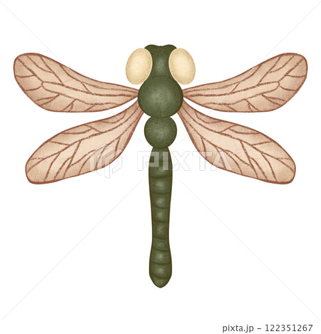 Green dragonfly isolated illustration on white background Green dragonfly isolated illustration on white background 122351267