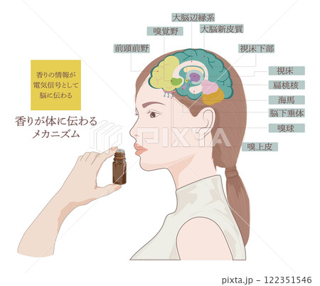 香りが体に伝わるメカニズム・嗅覚の伝導路 122351546