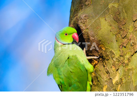 Rose-ringed parakeet. Bird on a branch. Blurred background. Animals in wild nature. Rose-ringed parakeet. Bird on a branch. Blurred background. Animals in wild nature. 122351796