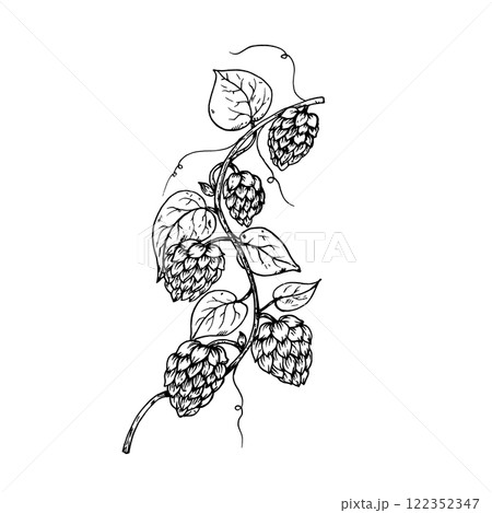 Vector common hop. Graphic ink, eco, organic Humulus lupulus branch with leaves and cones illustration isolated on background. Hand drawn line sketch. For designers, prints, logo, menu, postcards 122352347