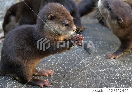 コツメカワウソの赤ちゃん 手を合わせる コツメカワウソの赤ちゃん 手を合わせる 122352499