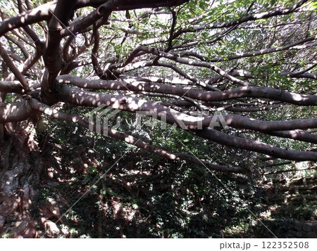 室戸アコウの樹 122352508