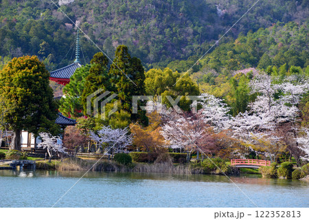 大沢池　水面に映る桜と赤い橋、多宝塔 122352813