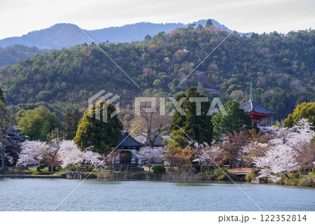 大沢池　水面に映る桜と赤い橋、多宝塔 122352814