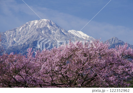桜と鳳凰三山・地蔵岳 122352962