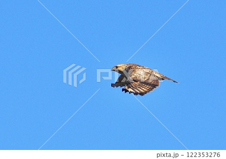 ノスリ ノスリ 122353276