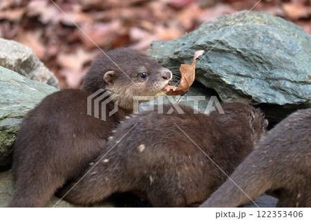 コツメカワウソの赤ちゃん 落ち葉を咥える コツメカワウソの赤ちゃん 落ち葉を咥える 122353406