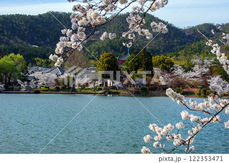 大沢池　水面に映る桜と赤い橋、多宝塔 122353471