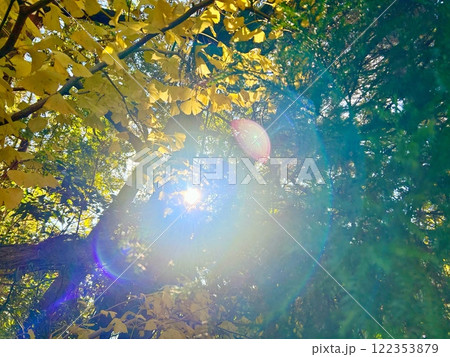 森の中の輝く太陽 森の中の輝く太陽 122353879