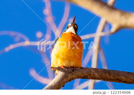 埼玉県川越市池辺　川越水上公園　修景池（ボート池）の周りの枝にとまるカワセミ 122354006
