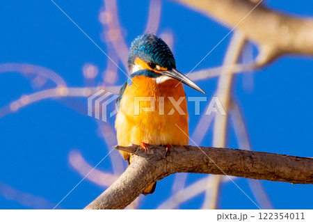 埼玉県川越市池辺　川越水上公園　修景池（ボート池）の周りの枝にとまるカワセミ 122354011