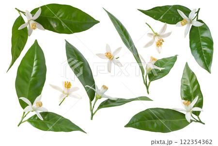 Orange tree blossom or neroli flowers branches with green glossy leaves set isolated on white. 122354362
