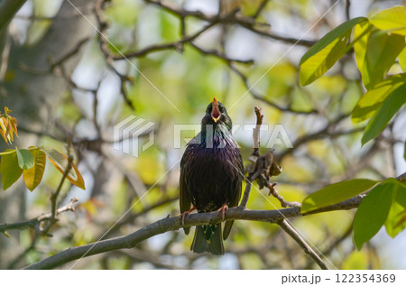 Black starling with open beak sits on a branch in a spring garden Black starling with open beak sits on a branch in a spring garden 122354369