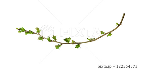 Spring branch with buds and young green leaves isolated Spring branch with buds and young green leaves isolated 122354373