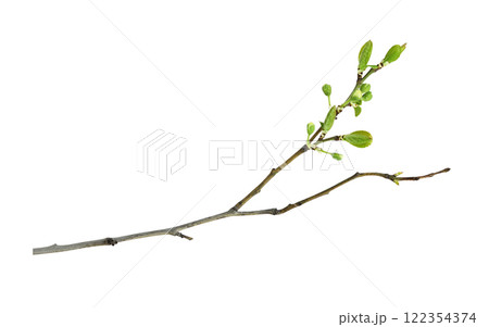 Spring twig with first green leaves and buds of flowers isolated on white Spring twig with first green leaves and buds of flowers isolated on white 122354374