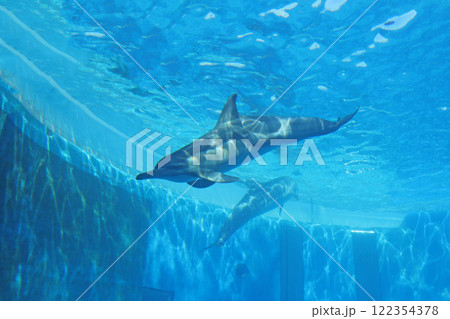 イルカの練習 イルカの練習 122354378